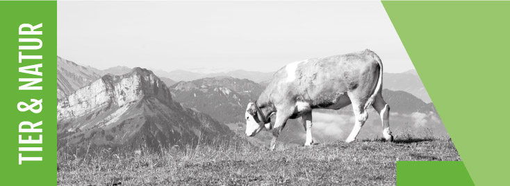 Eine Kuh grast an einem grasbewachsenen Hang mit Bergen im Hintergrund; das Bild ist überwiegend schwarz-weiß mit grünen Gestaltungselementen und den Worten